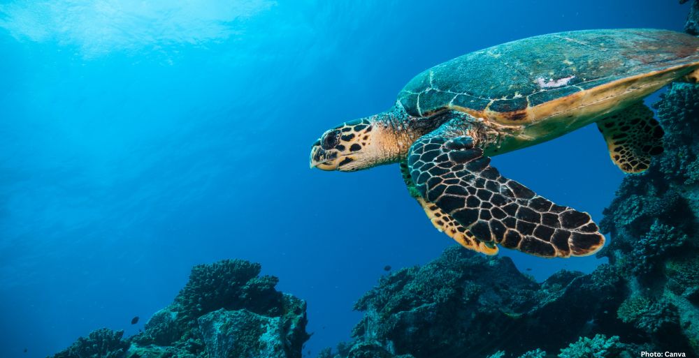 Feature and Cover The Indian Ocean is Becoming ‘Less Salty’ Scientists Warn of Massive Consequences