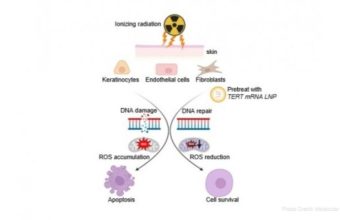 New Study Shows mRNA Therapy Could Protect Patients From Radiation Induced Skin Damage Caused by Cancer Treatment