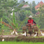 GNN Indigenous Farming Practices Offer Solutions Amidst Climate Change Challenges