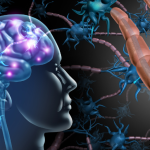 GNN MIT Researchers Uncover Silent Synapses in Adult Brain Challenging Previous Understandings of Memory Storage