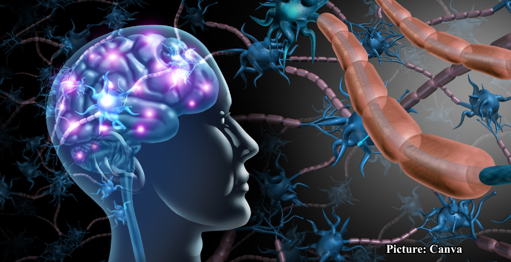 GNN MIT Researchers Uncover Silent Synapses in Adult Brain Challenging Previous Understandings of Memory Storage