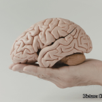 Health & Wellness Alcohol Consumption Disrupts Global Brain Connectivity Study Finds