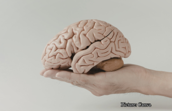 Health & Wellness Alcohol Consumption Disrupts Global Brain Connectivity Study Finds