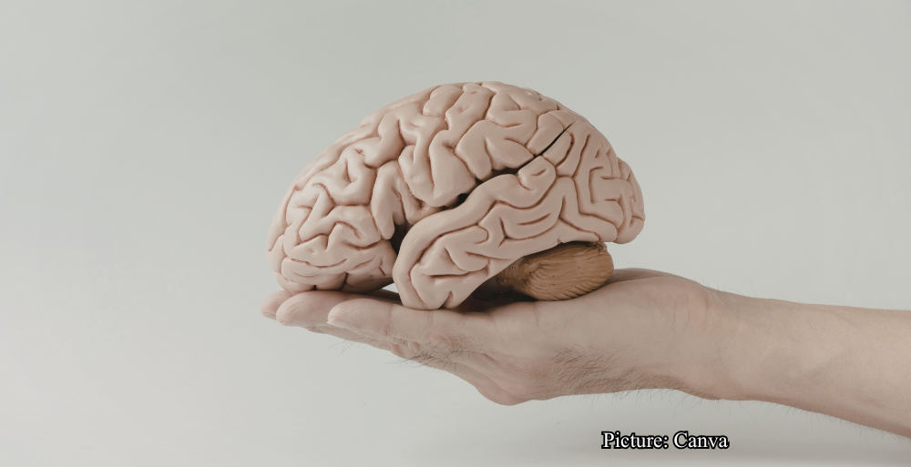 Health & Wellness Alcohol Consumption Disrupts Global Brain Connectivity Study Finds