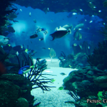 Health & Wellness Deep Sea Discovery in Morocco Challenges Long Held Beliefs on Ancient Life