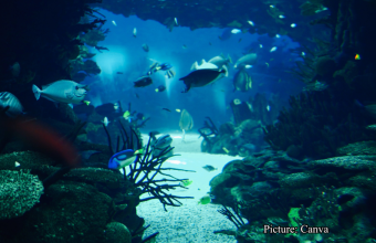Health & Wellness Deep Sea Discovery in Morocco Challenges Long Held Beliefs on Ancient Life