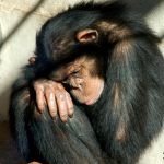 GNN Exploring the Potential for Human Chimpanzee Blood Transfusions Risks and Realities