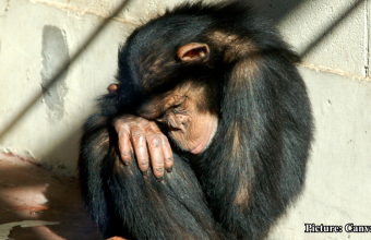 GNN Exploring the Potential for Human Chimpanzee Blood Transfusions Risks and Realities