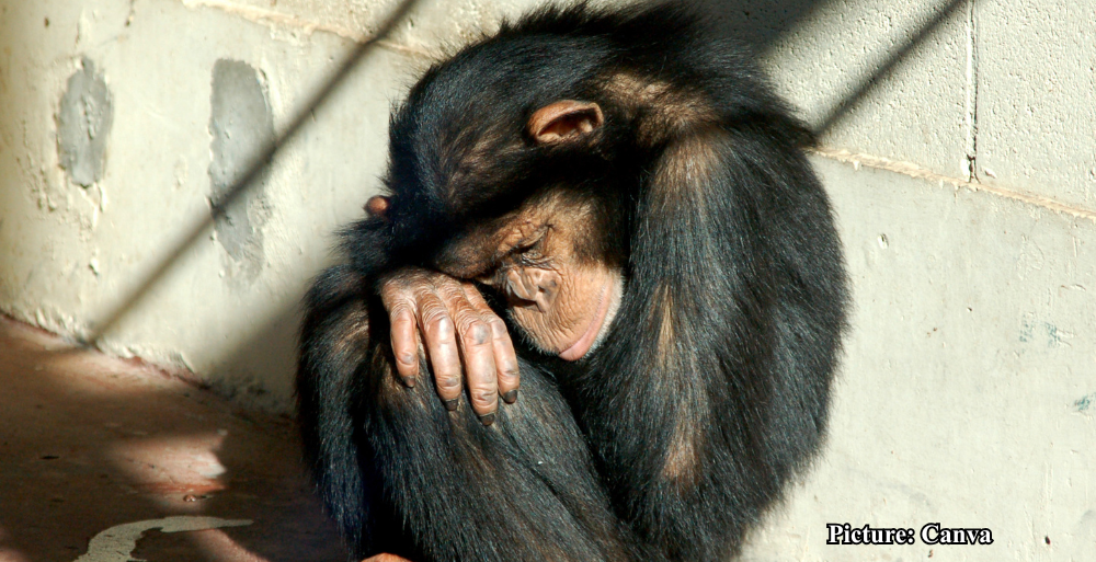 GNN Exploring the Potential for Human Chimpanzee Blood Transfusions Risks and Realities