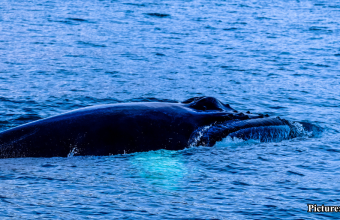 GNN Research on Bowhead Whales' Protein Offers Insights into Human Lifespan Extension
