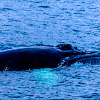 GNN Research on Bowhead Whales' Protein Offers Insights into Human Lifespan Extension