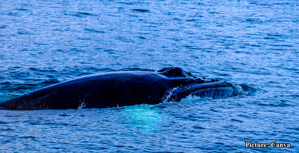 GNN Research on Bowhead Whales' Protein Offers Insights into Human Lifespan Extension