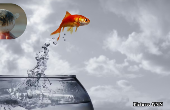 GNN Study Reveals Complex Genetic Pathways Behind Animal Life's Transition from Water to Land