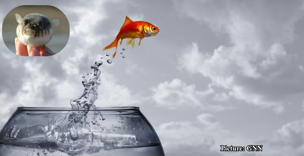 GNN Study Reveals Complex Genetic Pathways Behind Animal Life's Transition from Water to Land