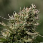 Photo Comprehensive Study Questions Efficacy of Medicinal Cannabis in Treating Mental Health Disorders
