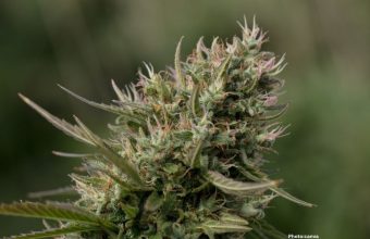 Photo Comprehensive Study Questions Efficacy of Medicinal Cannabis in Treating Mental Health Disorders