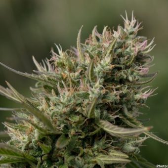 Photo Comprehensive Study Questions Efficacy of Medicinal Cannabis in Treating Mental Health Disorders