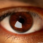 Photo Eight Foods to Enhance Eye Health A Comprehensive Guide