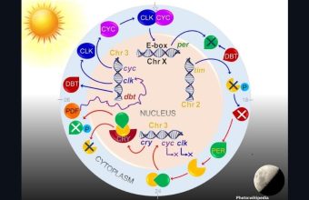 Photo New Hair Based Test Reveals Insights into Human Circadian Rhythms