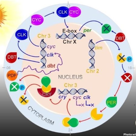 Photo New Hair Based Test Reveals Insights into Human Circadian Rhythms