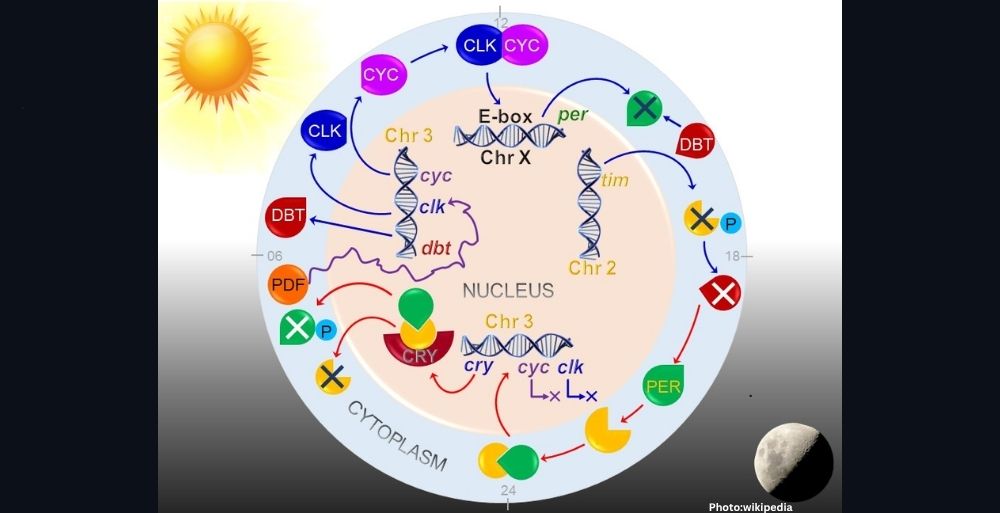 Photo New Hair Based Test Reveals Insights into Human Circadian Rhythms