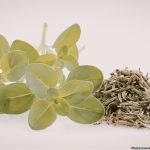 Photo Research Highlights Potential Cardiovascular Benefits of Oregano