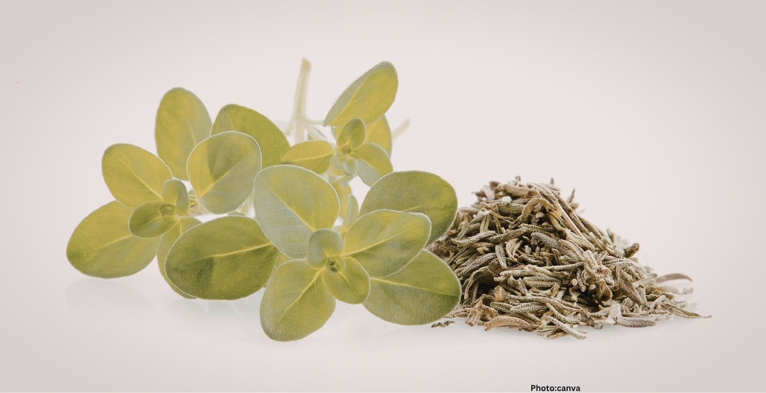 Photo Research Highlights Potential Cardiovascular Benefits of Oregano