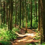 Photo Study Values India's Forest Ecosystem Services at $2 5 Trillion Annually