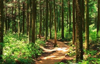 Photo Study Values India's Forest Ecosystem Services at $2 5 Trillion Annually