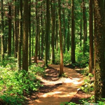 Photo Study Values India's Forest Ecosystem Services at $2 5 Trillion Annually