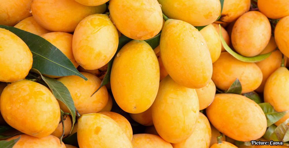 GNN Severe Weather Devastates India's Alphonso Mango Crop Threatening Livelihoods and Economy