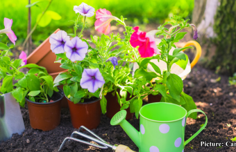 GNN Strategies for Gardening Success Amidst Widespread Drought Conditions