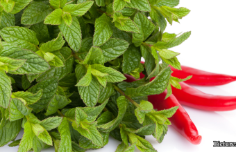 GNN Study Reveals Synergistic Anti Inflammatory Effects of Chili Peppers Mint and Eucalyptus