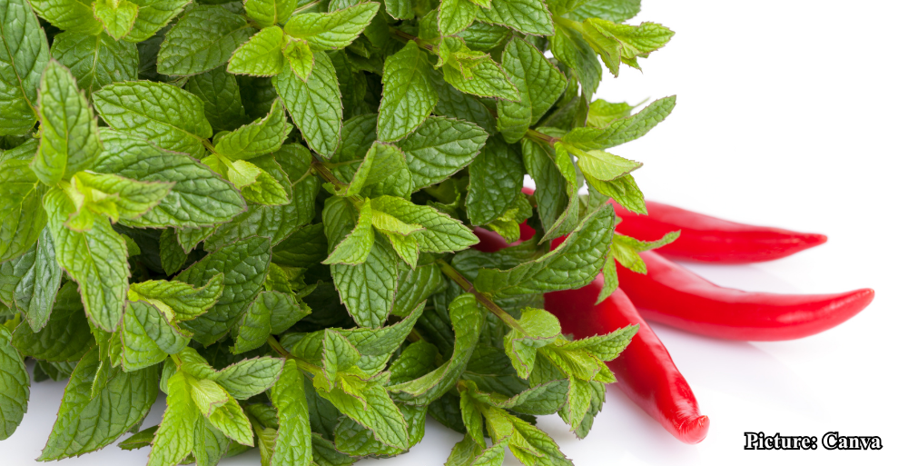 GNN Study Reveals Synergistic Anti Inflammatory Effects of Chili Peppers Mint and Eucalyptus