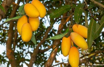 Healthandwellness — Research Identifies Magnesium Compound as Potential Obesity Treatment