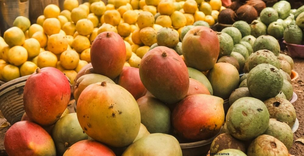 Japan Halts Indian Mango Imports Over Quarantine Concerns Sparking Monopoly Claims from Exporters