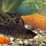 GNN Amazon Molly Fish Thrives for 100 000 Years Without Males Challenging Evolutionary Norms
