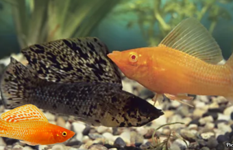 GNN Amazon Molly Fish Thrives for 100 000 Years Without Males Challenging Evolutionary Norms