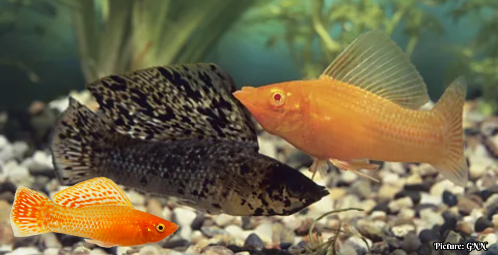 GNN Amazon Molly Fish Thrives for 100 000 Years Without Males Challenging Evolutionary Norms