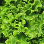 CDC Confirms Major Multistate Cyclosporiasis Outbreak Linked to Shredded Iceberg Lettuce GNN CDC Confirms Major Multistate Cyclosporiasis Outbreak Linked to Shredded Iceberg Lettuce