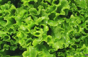 GNN CDC Confirms Major Multistate Cyclosporiasis Outbreak Linked to Shredded Iceberg Lettuce