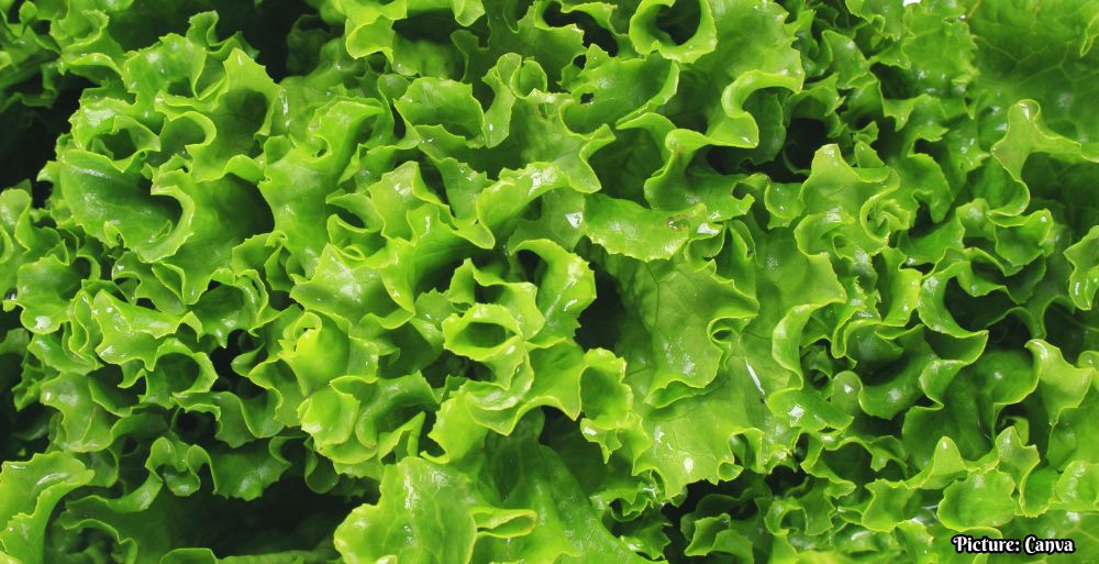 GNN CDC Confirms Major Multistate Cyclosporiasis Outbreak Linked to Shredded Iceberg Lettuce