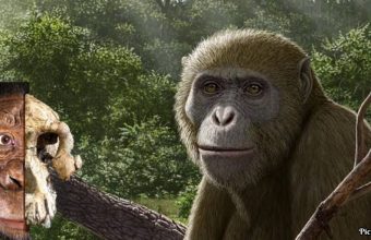 GNN Discovery of Ancient Ape Fossil in Egypt Reshapes Understanding of Human Origins