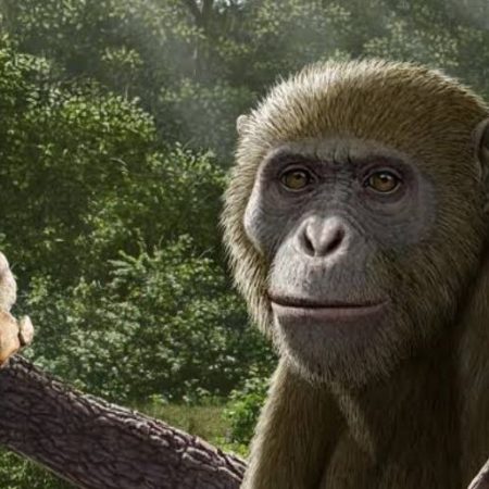 GNN Discovery of Ancient Ape Fossil in Egypt Reshapes Understanding of Human Origins