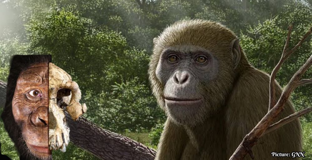 GNN Discovery of Ancient Ape Fossil in Egypt Reshapes Understanding of Human Origins