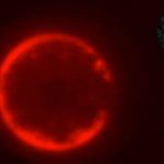 University of Minnesota Researchers Develop SpudCell, a Synthetic Cell-Like Structure GNN Federal Judges Block Trump Administration's Changes to Student Loan Forgiveness Program