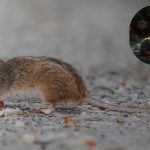 GNN New Research Links Gut Microbiome to Age Related Memory Decline in Mice
