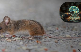 GNN New Research Links Gut Microbiome to Age Related Memory Decline in Mice