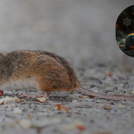 GNN New Research Links Gut Microbiome to Age Related Memory Decline in Mice