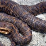 GNN New Species of Venomous Pit Viper Discovered in the Eastern Himalayas